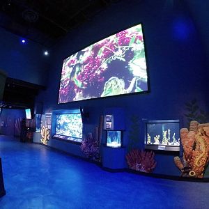 Jan. 2019. New 2016 Seahorses: Unbridled Fun