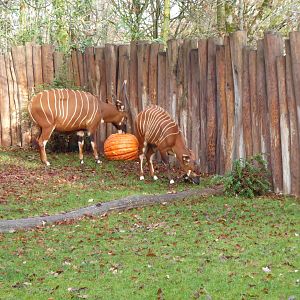 Eastern bongos 011218