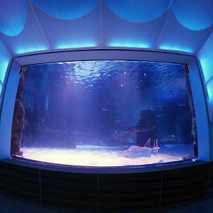 Jan. 2019 - Shark Ray Bay Theater