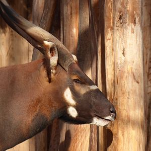 Eastern bongo 011218