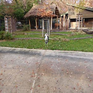 Mixed species exhibit - Eastern bongo and Marabou stork 011218