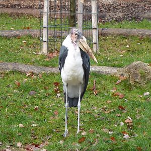 Marabou stork 011218