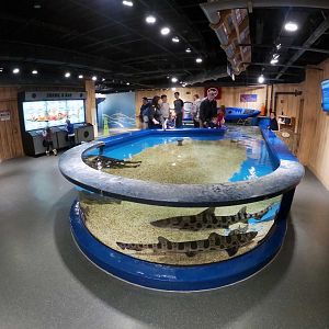 Jan. 2019 - Shark Central