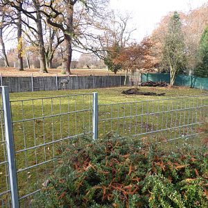 Greater rhea enclosure 011218