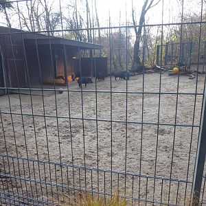 Collared peccary enclosure 011218