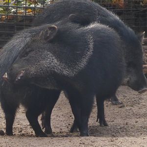 Collared peccaries 011218