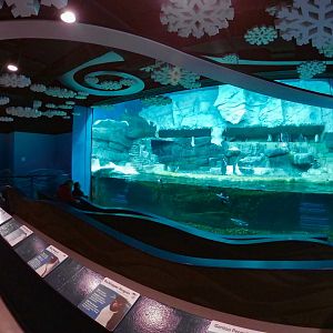 Jan. 2019 - Penguin Palooza (5 Species)