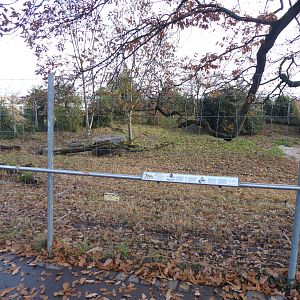 Maned wolf enclosure 011218