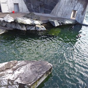 California sea-lion enclosure 011218