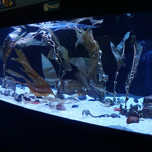 Jan. 2019 - New 2016 Seahorses: Unbridled Fun - Pot-bellied Seahorse Exhibit