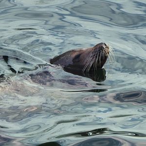 California sea-lion 011218