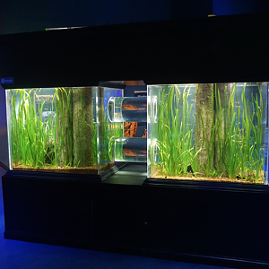 Jan. 2019 - Seahorses: Unbridled Fun - Former Octopus Tank
