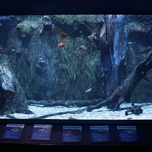 Jan. 2019 - Dangerous & Deadly - Fly River Turtle + Rainbowfish Exhibit