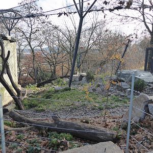 Snow leopard enclosure top part 011218