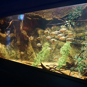 Jan. 2018 - Dangerous & Deadly - Red-bellied Piranha Exhibit