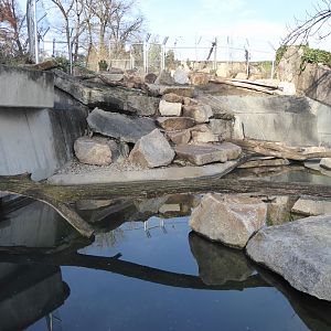 American beaver enclosure 011218