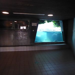 American beaver underwater viewing 011218