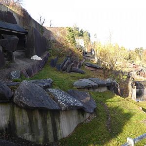 Rocky mountain goat enclosure 011218