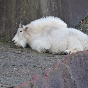 Rocky mountain goat 011218