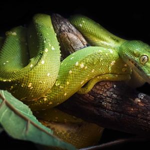 Jan. 2019 - Gator Alley - Green Tree Python