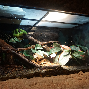 Jan. 2019 - Gator Alley - Green Tree Python Exhibit