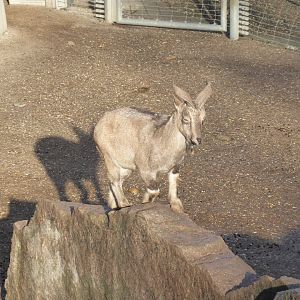 Tajik markhor 011218