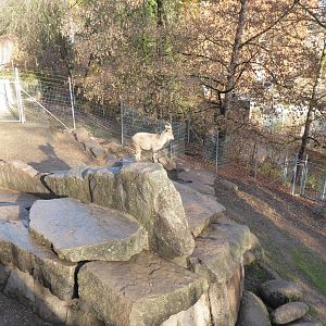 Tajik markhor enclosure 011218