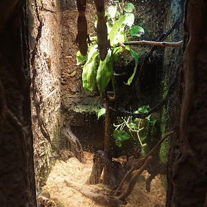 Jan. 2019 - Gator Alley - Henkel's Leaf-tailed Gecko Exhibit