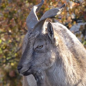 Tajik markhor 011218