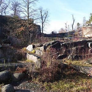 Syrian brown bear enclosure 011218