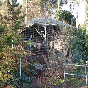 Snowy owl aviary 011218