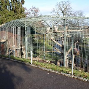 Griffon vulture aviary 011218