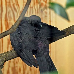 Black wood pigeon (Columba janthina)
