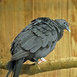 Black wood pigeon (Columba janthina)