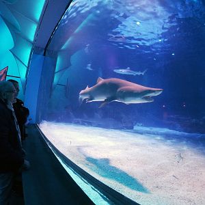 Jan. 2019 - Shark Ray Bay Theater