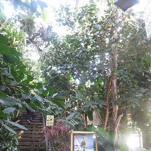 Tropenvoegel House 011218