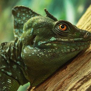 Jan. 2019 - Gator Alley - Green Basilisk