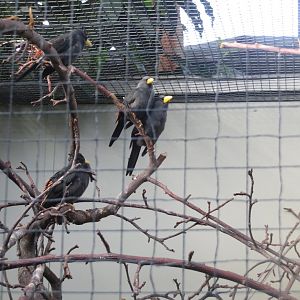 Tropenvoegel House - Grosbeak starlings 011218