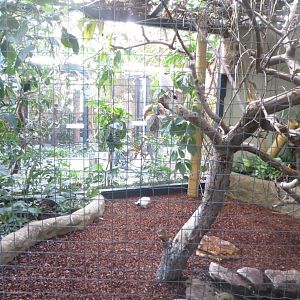 Tropenvoegel House - Bali myna aviary 011218