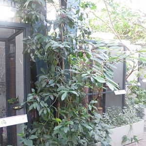 Tropenvoegel House - small aviaries 011218