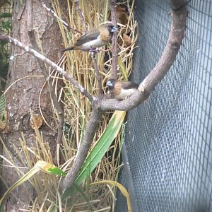 Tropenvoegel House - White-rumped munias 011218