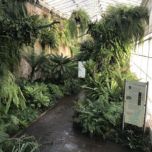 Fern House 011218