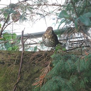 Aquarium - Song thrush 011218