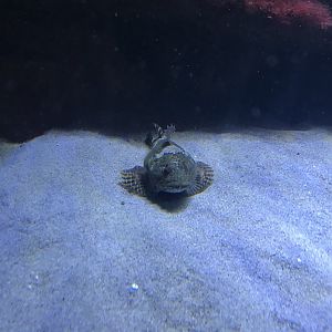 Aquarium -Myoxocephalus scorpius 011218