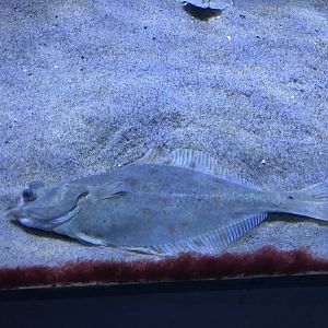 Aquarium - plaice 011218