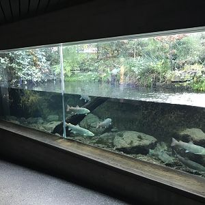 Aquarium - mixed aquarium and aviary exhibit 011218