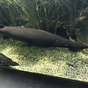 Aquarium - Gar sp. 011218