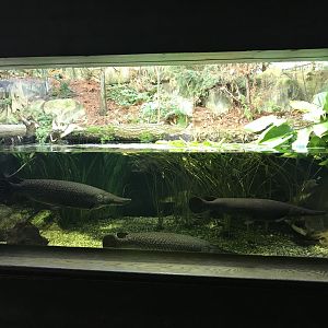 Aquarium - mixed aquatic and aviary exhibit 011218