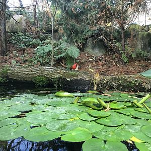 Aquarium - Northern cardinal foraging in land part of mixed exhibit 011218