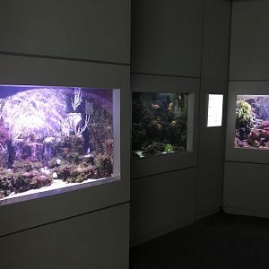 Aquarium 011218